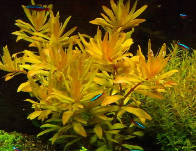 Несея Педицеллата, в горшочке